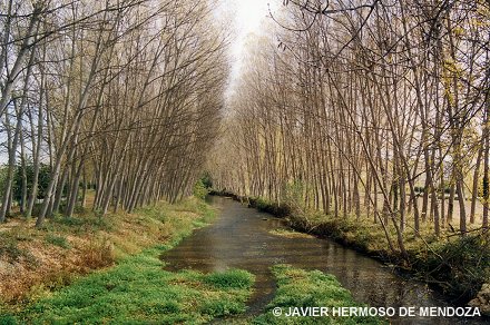 El ro Ega a su paso por Murieta